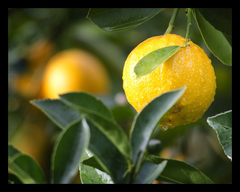Limonene