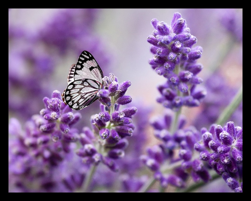 Linalool