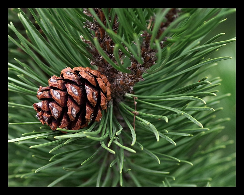 Alpha-Pinene